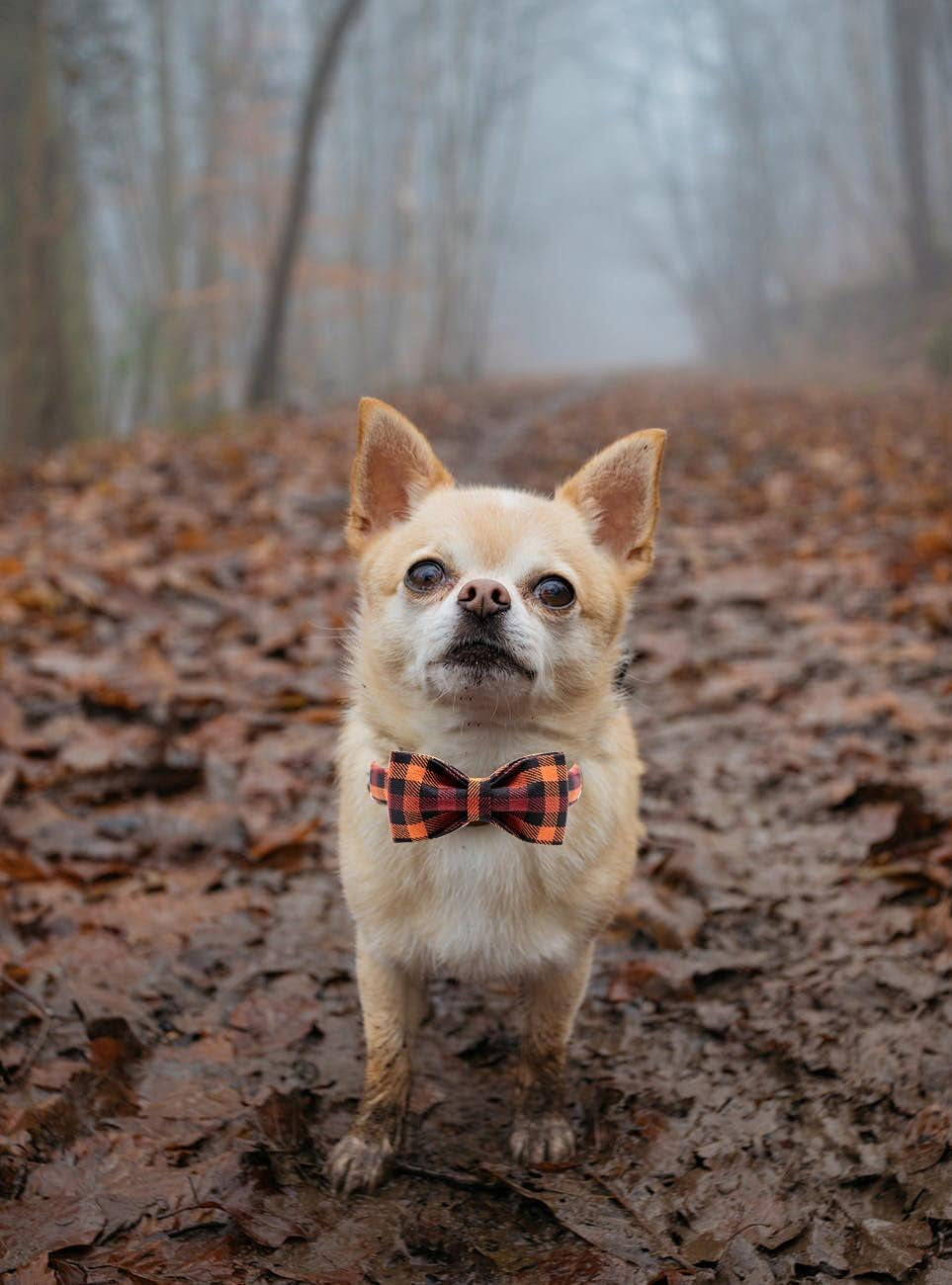 "Posh Pooch Bowtie Bling: The Adjustable Collar for Four-Legged Fashionistas of All Sizes (Even Cats Who Think They're Dogs)!"